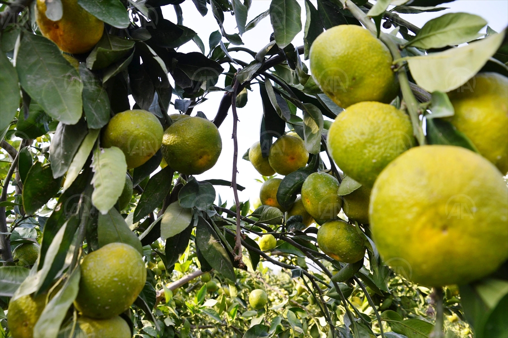 Kahramanmaraş'ta Mandalina Hasadı