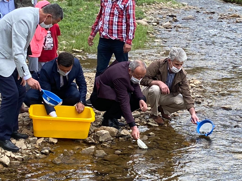 Orduda alabalıklar dereye bırakıldı son dakika