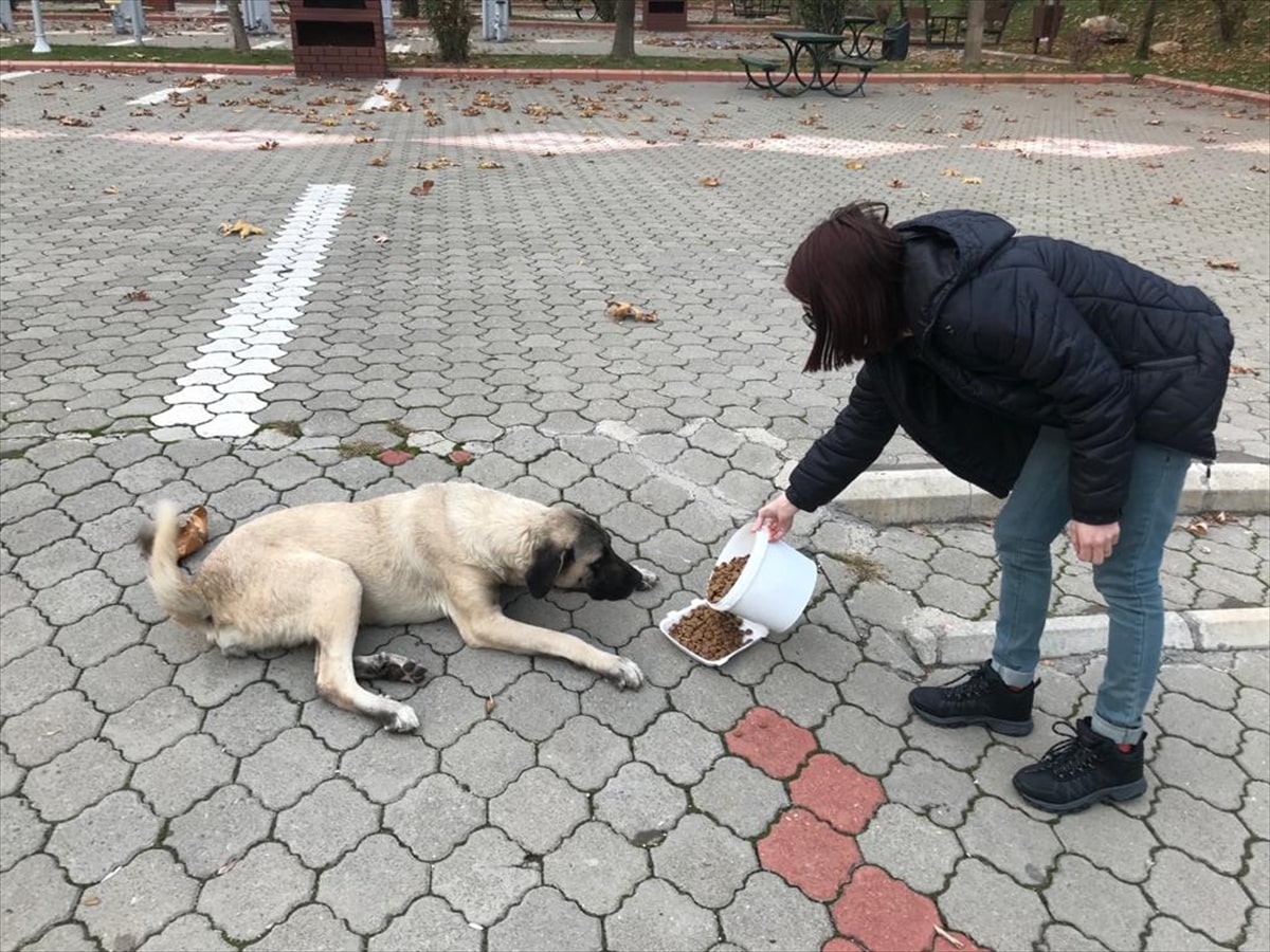 Kahramanmaraş'ta sokak hayvanları unutulmadı