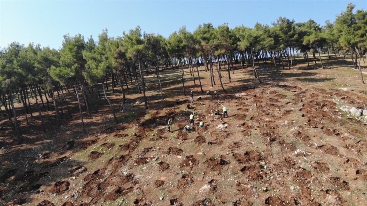 Hatay Yangından zarar gören yerlere ağaç dikildi