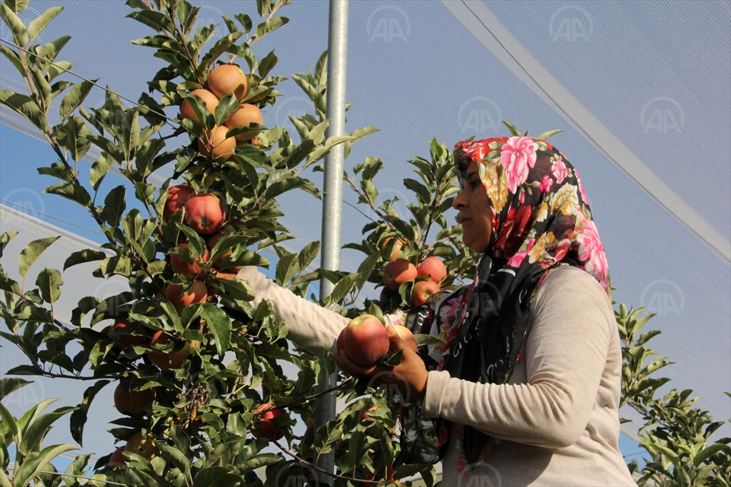 mersin elma