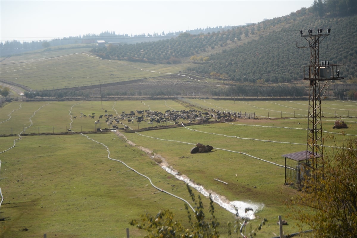 Maraş Keçi Sütü Üretimi