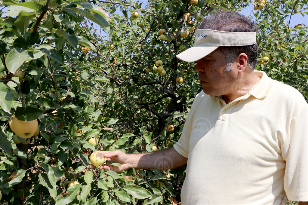 kahramanmaraş bitki