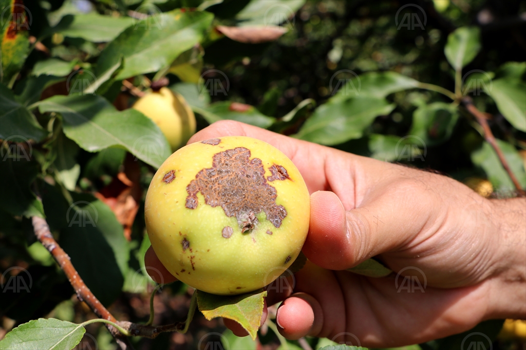 kahramanmaraş bitki