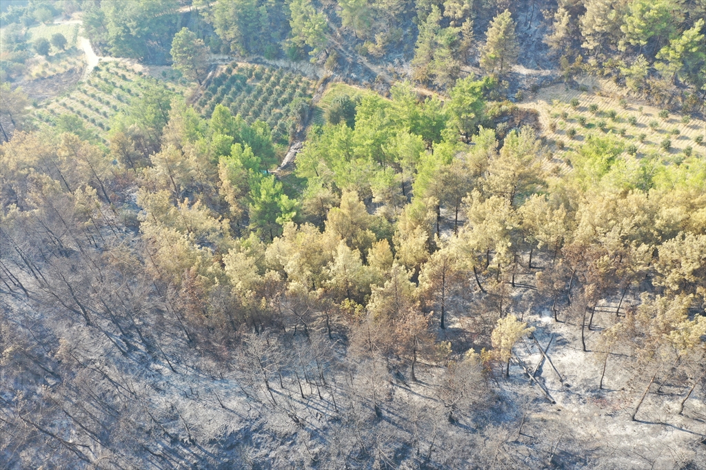 hatay yangın